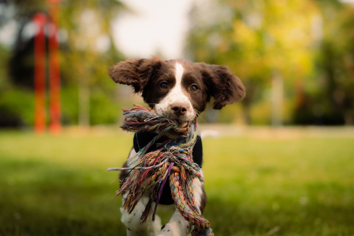 Lady in the Park cover